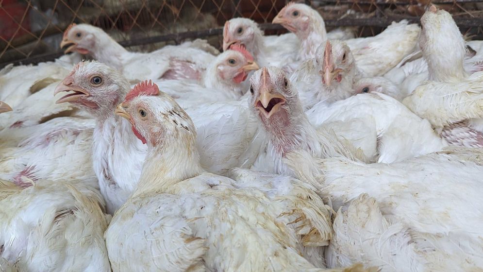 পোলট্রি মুরগির শরীরে বাসা বাঁধছে ‘সুপারবাগ’