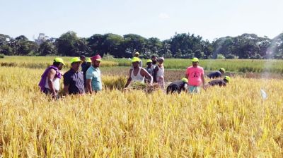 হতদরিদ্র কৃষকের ধান কেটে দিলেন কৃষক দলের নেতাকর্মীরা