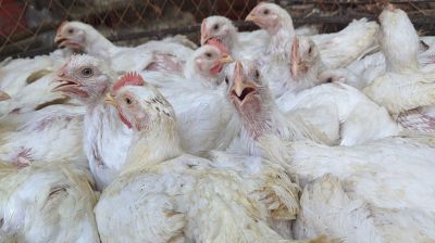 পোলট্রি মুরগির শরীরে বাসা বাঁধছে ‘সুপারবাগ’