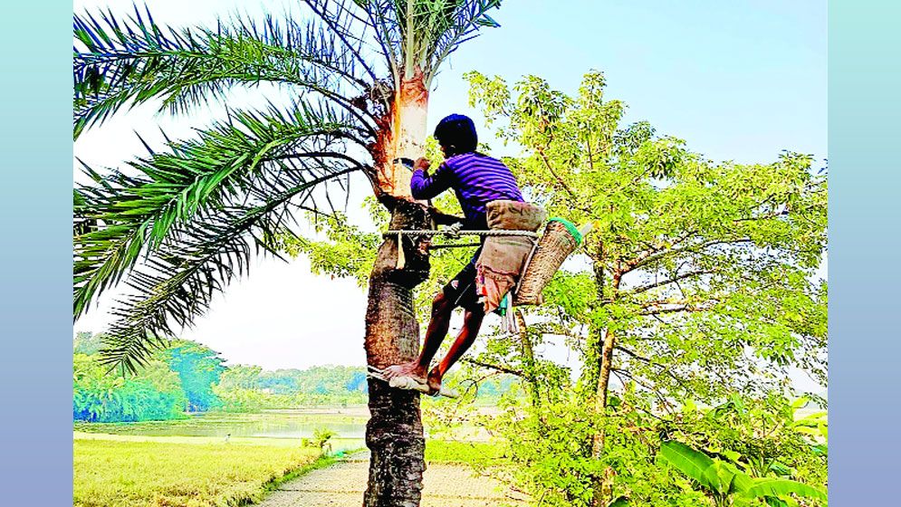 বিলুপ্তির পথে বামনার খেজুরের রস ও গুড়
