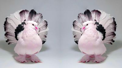 বাড়িতে কবুতর পুষলে যে রোগ হতে পারে