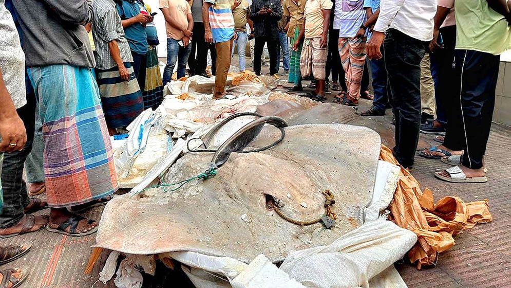 যাত্রীবাহী বাস থেকে সাড়ে ১২ মণ শাপলা পাতা মাছ আটক