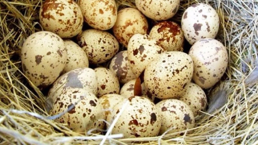 সকালে কোয়েলের ডিম খেলে পাবেন যত উপকার