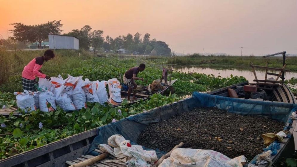 চলনবিলে নির্বিচারে শামুক নিধন, জীববৈচিত্র্য হুমকির মুখে