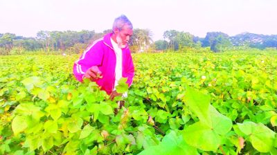 তুলা চাষে সম্ভাবনার হাতছানি