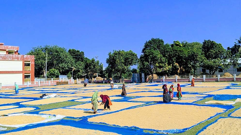 নারীদের একসঙ্গে ধান শুকানোর চিরায়ত দৃশ্য