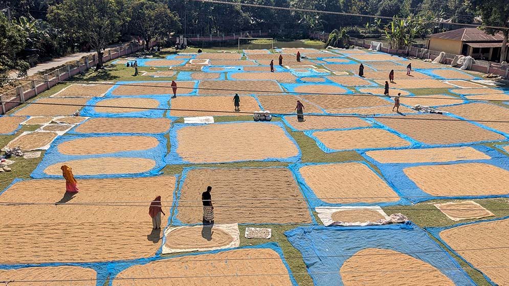 নারীদের একসঙ্গে ধান শুকানোর চিরায়ত দৃশ্য