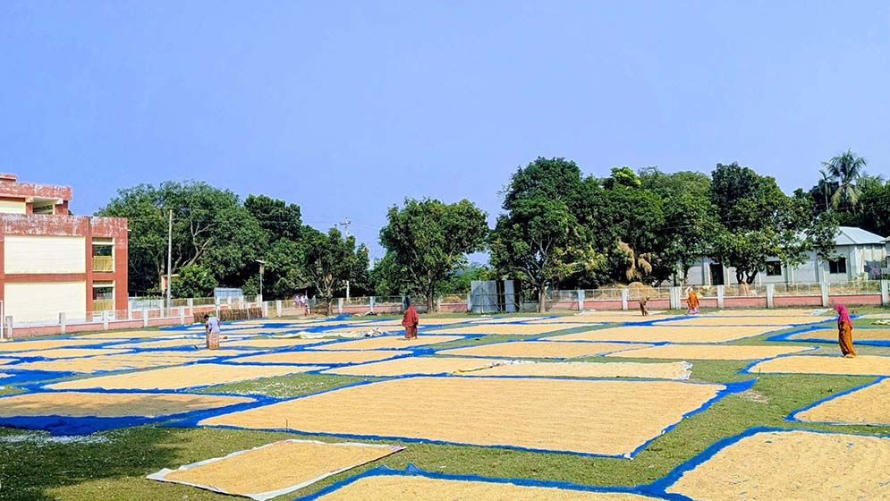 নারীদের একসঙ্গে ধান শুকানোর চিরায়ত দৃশ্য