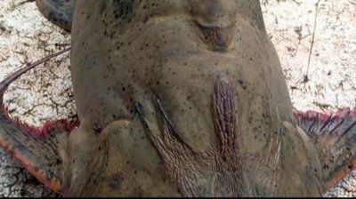 পদ্মার ১৫ কেজি ওজনের বাগাড় মাছের দাম ২০,২৫০ টাকা!