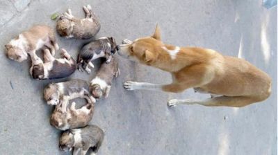 আট কুকুর ছানাকে পুকুরে ডুবিয়ে মারল কর্মকর্তার স্ত্রী