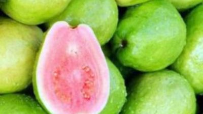 লাল ও সবুজ পেয়ারার মধ্যে কোনটি সেরা