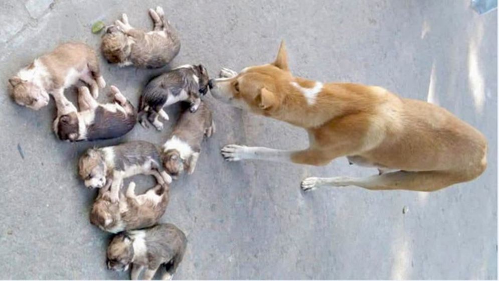 একসঙ্গে আট ছানা হারিয়ে উপজেলা চত্বরে ঘোরাঘুরি মা কুকুরের