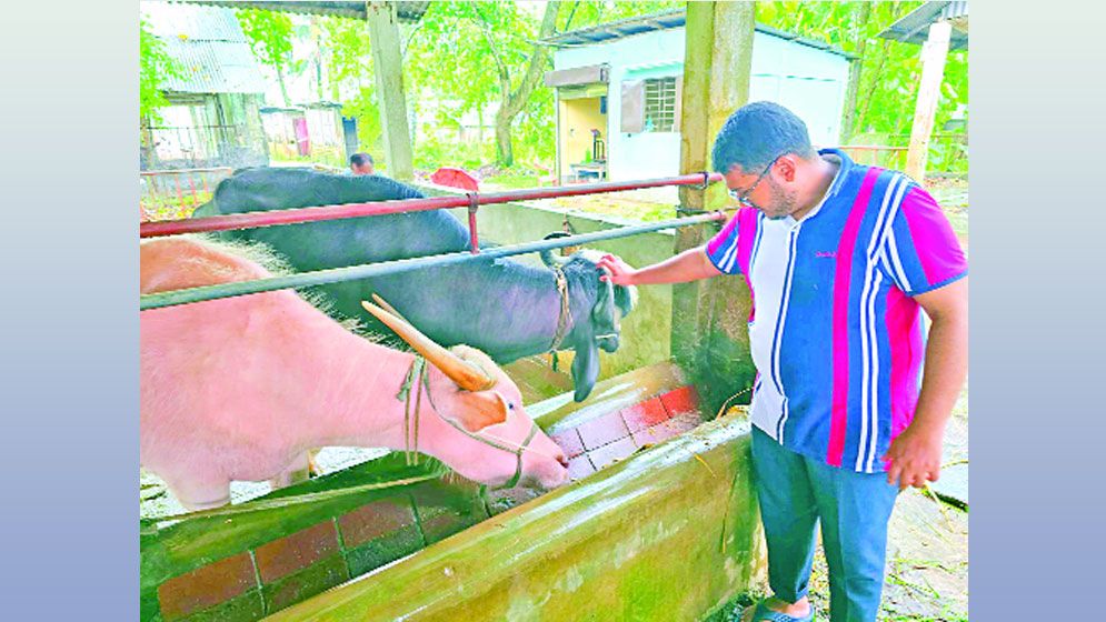 গরুর খামারে সফল মুঈদ আশিক চিশতী