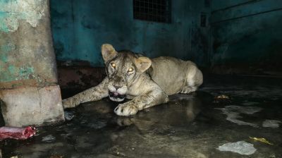এক ঘণ্টা পর খাঁচায় ফিরল সেই সিংহ