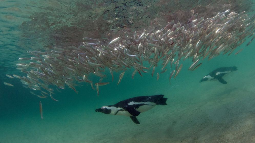 খাবার না পেয়ে মারা গেল ৬০ হাজার পেঙ্গুইন
