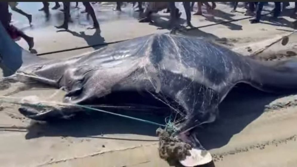 জেলের জালে আটকা পড়ল ১৫ মণ ওজনের হাঙর