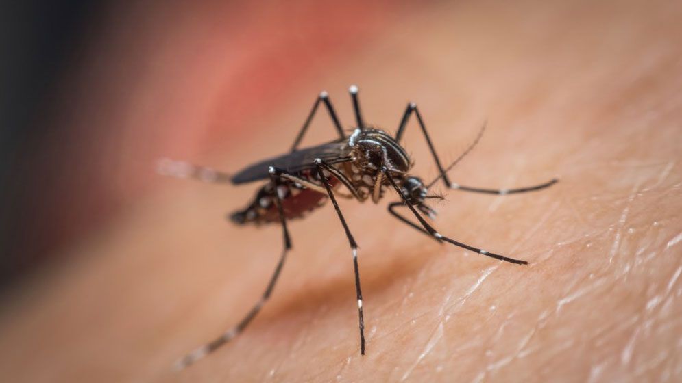 ডেঙ্গুতে আরও ২ জনের মৃত্যু, হাসপাতালে ৫১৬ নতুন রোগী