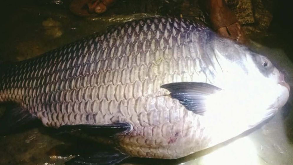 কাপ্তাইয়ে ধরা পড়ল ২৩ কেজি ওজনের কাতল!