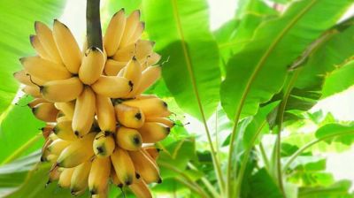 পাকা কলা সতেজ রাখবেন যেভাবে