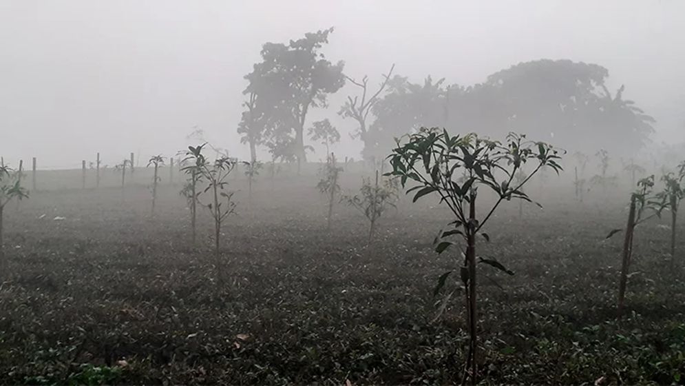 তেঁতুলিয়ায় বইছে মৃদু শৈত্যপ্রবাহ, তাপমাত্রা নামল ৯ ডিগ্রিতে