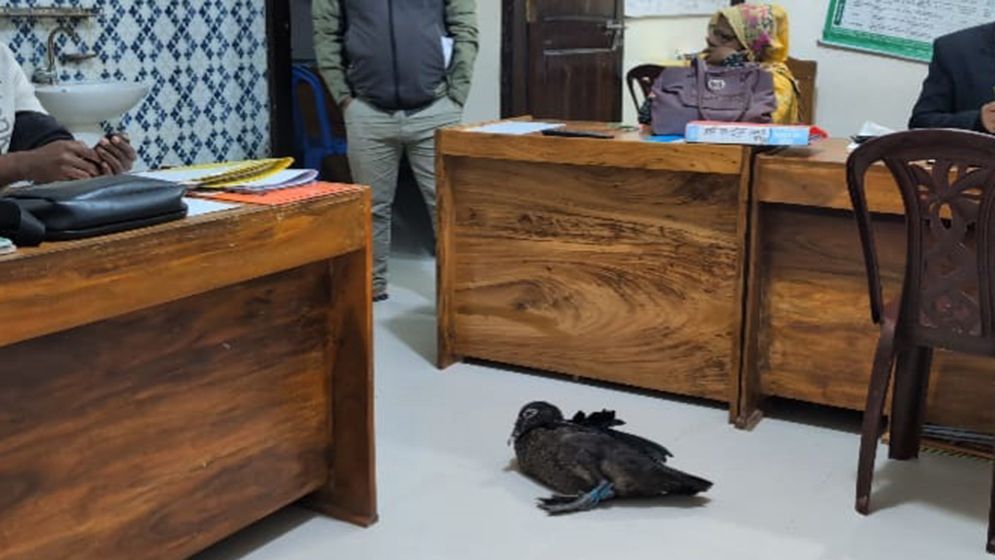 এনজিও কর্মীর ধরে নিয়ে যাওয়া সেই হাঁস ফিরে পেতে চান গৃহবধূ