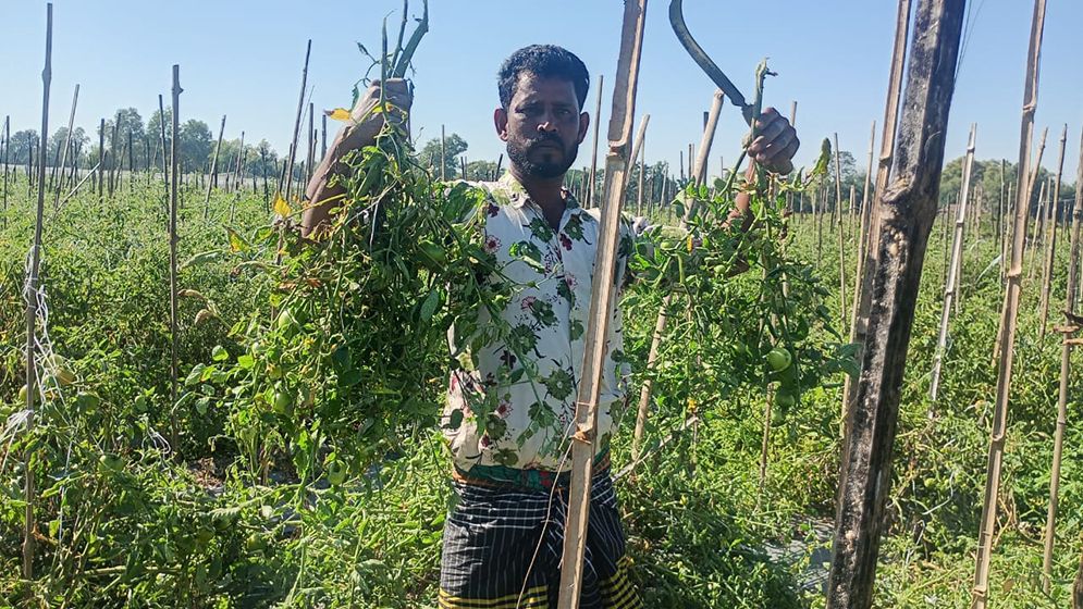 ৩শ সবজি গাছ কেটে ফেলল দুর্বৃত্তরা, সর্বস্বান্ত দুই কৃষক