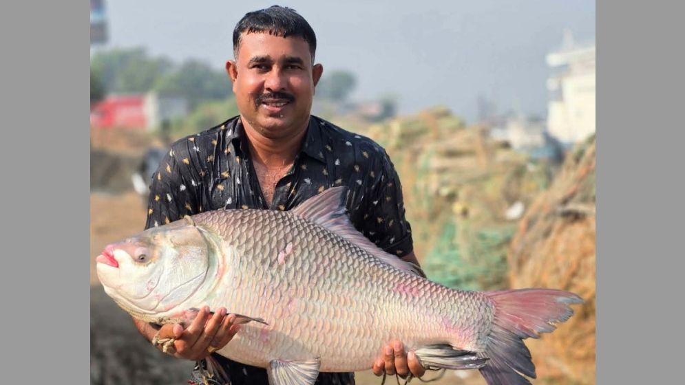 পদ্মায় ধরা পড়ল ৩৫ কেজির কাতল, দাম কত জানেন?