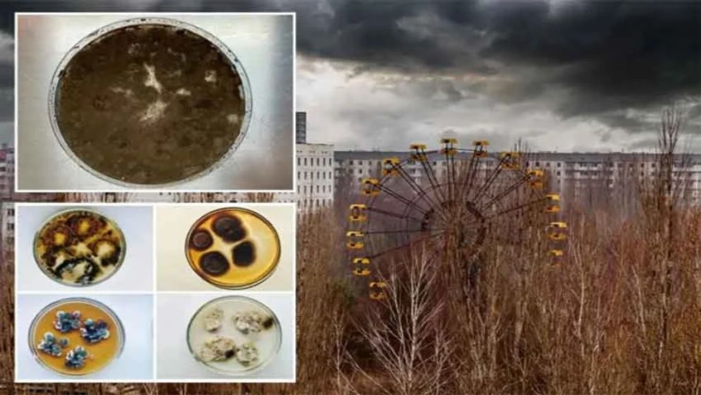 চেরনোবিলের নিষিদ্ধ অঞ্চলে বিকিরণে বেঁচে থাকা নতুন জীবের সন্ধান