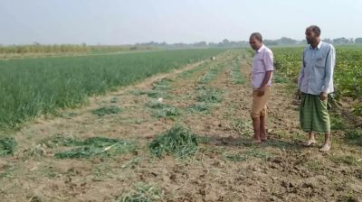 রাতের আঁধারে জমির পেঁয়াজ চুরি