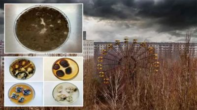 চেরনোবিলের নিষিদ্ধ অঞ্চলে বিকিরণে বেঁচে থাকা নতুন জীবের সন্ধান