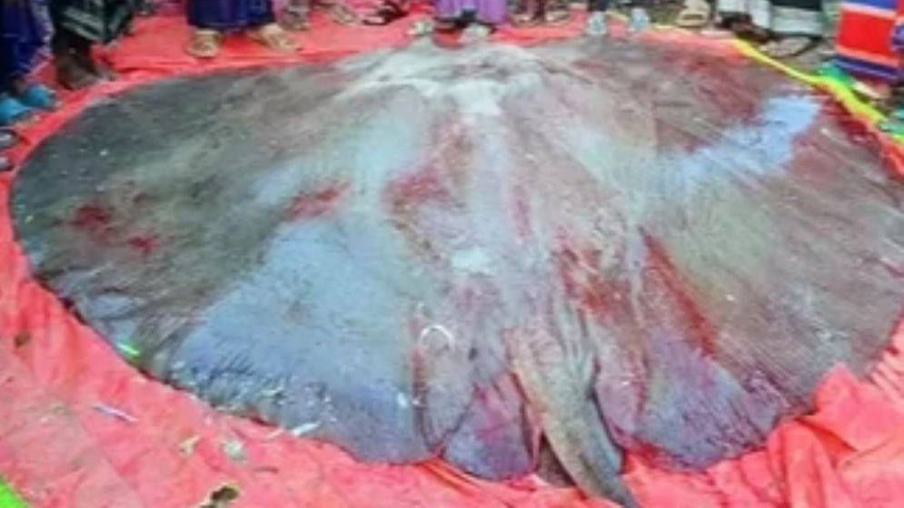 ২৪ জনে টেনে তুলল ৪০০ কেজির শাপলা পাতা, এলাকায় চাঞ্চল্য