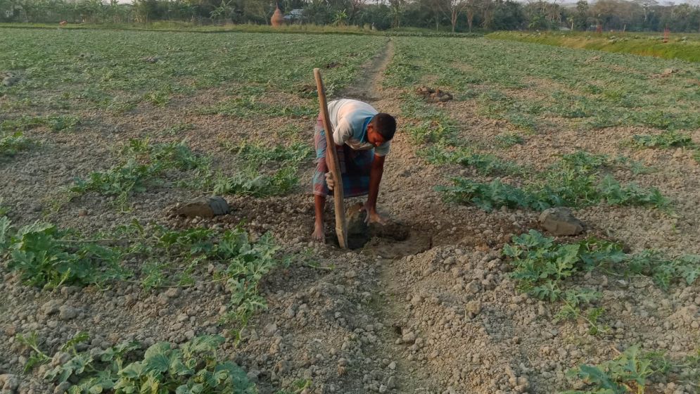 চরফ্যাশনে ৬ হাজার ৪৩৭ একর জমিতে তরমুজ চাষে ব্যস্ত কৃষকরা