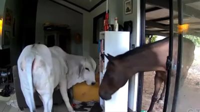 হঠাৎ ঘরে ঢুকে পড়ল ষাঁড় ও ঘোড়া, কী করলেন অস্ট্রেলীয় আইনপ্রণেতা