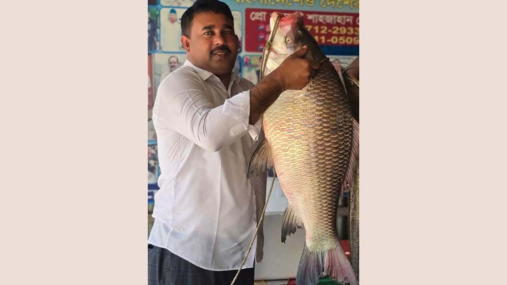 পদ্মায় জেলের জালে উঠল ১৮ কেজির কাতলা