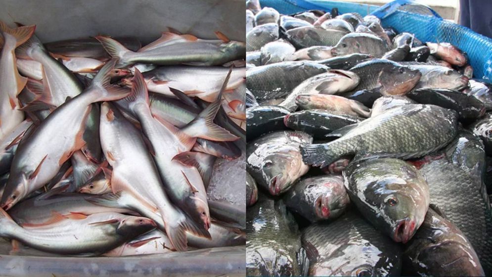 বিপন্ন আমিষ