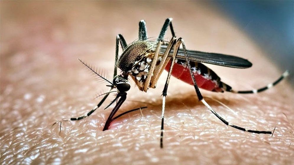 ডেঙ্গুতে আরও ২ জনের মৃত্যু