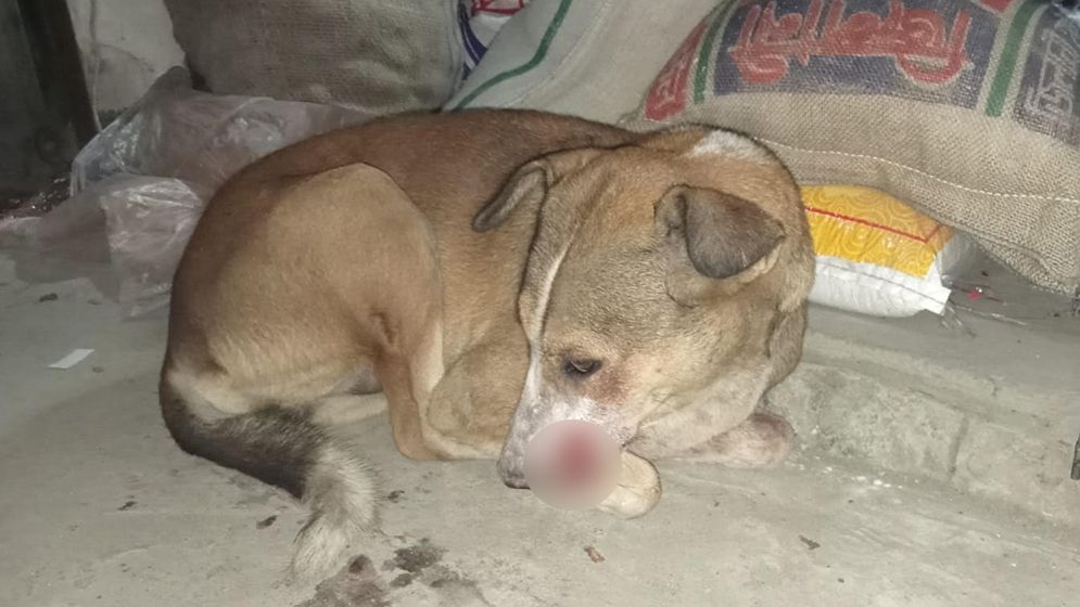 দুই বন্ধুকে করা গুলি লক্ষ্যভ্রষ্ট হয়ে কুকুরের মুখে বিদ্ধ