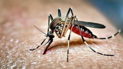 ডেঙ্গুতে আরও ২ জনের মৃত্যু