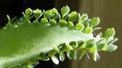 মূত্রথলি ও কিডনির পাথর সরাবে পাথরকুচি পাতা