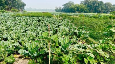 পানির দরে সবজি