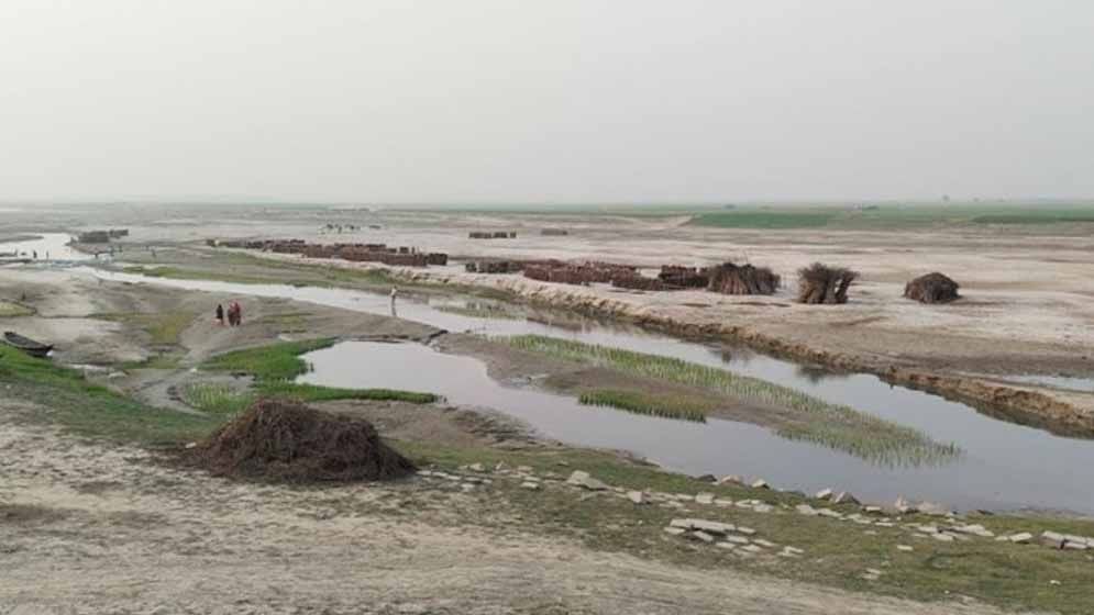 পদ্মার চরে শেয়ালের হানা, দুই শতাধিক গবাদিপশু জখম