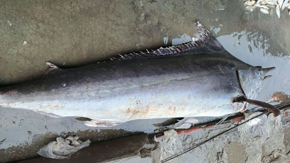 জেলের জালে ধরা পড়ল ২ মণ ওজনের ফ্লাইং ফিশ