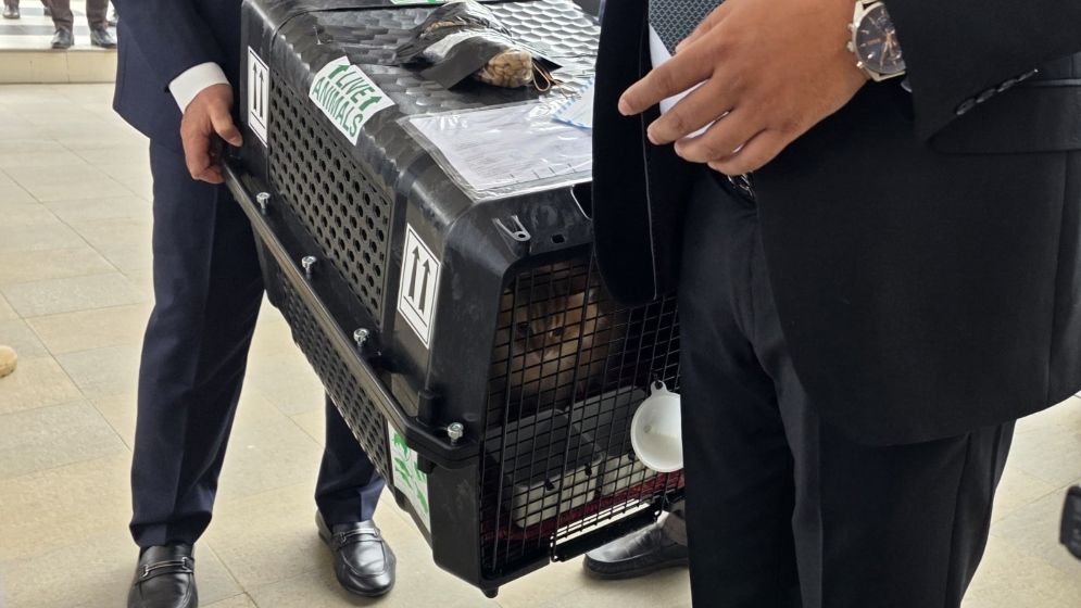 সেই জেবুও এসেছে বাংলাদেশে