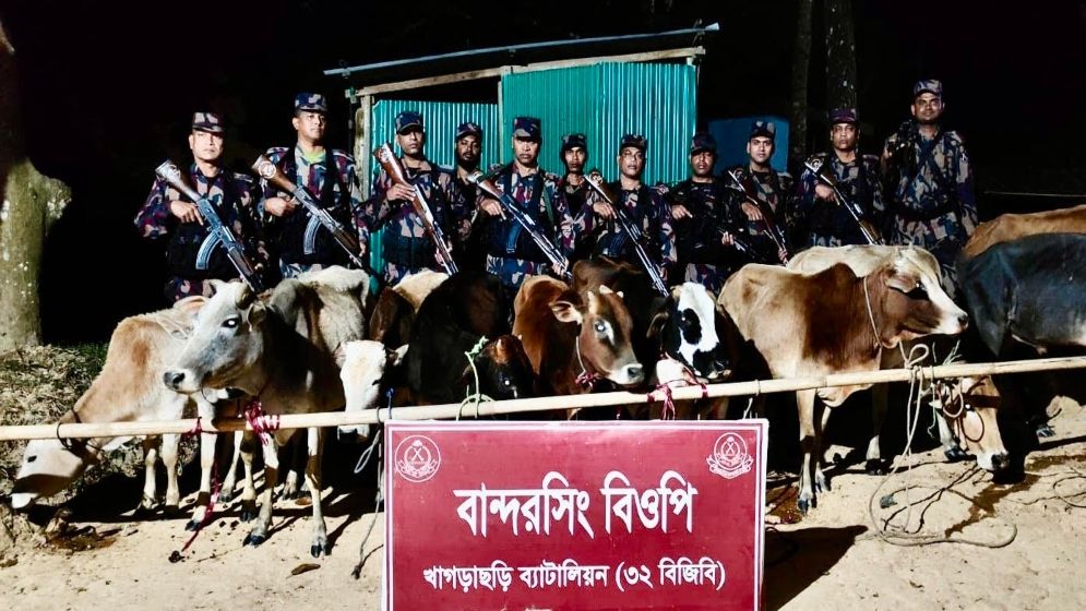 খাগড়াছড়িতে বিজিবির অভিযানে ১২টি ভারতীয় গরু জব্দ
