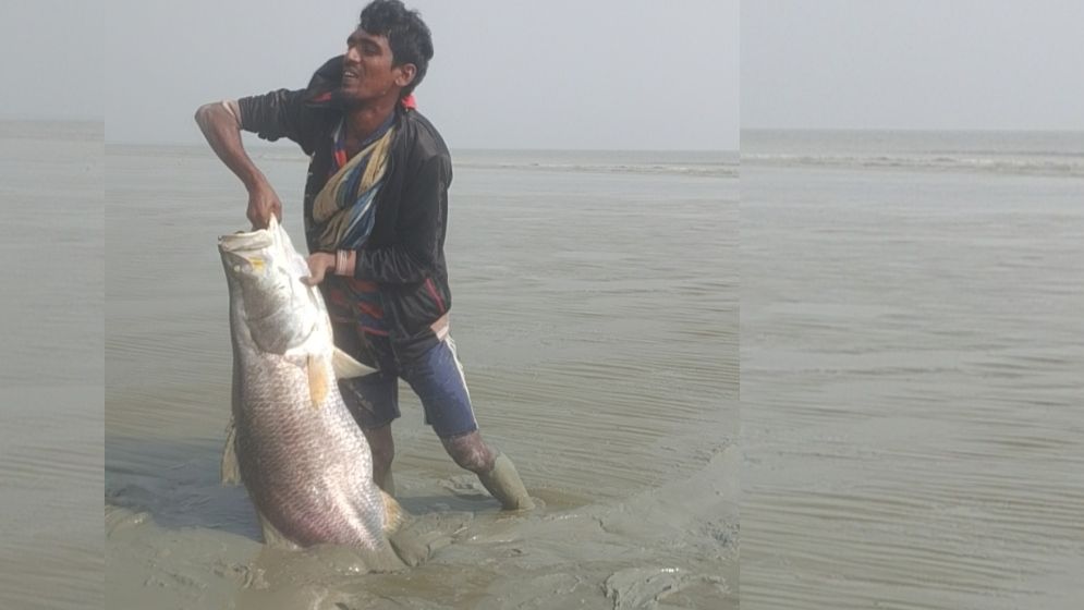 জাল ছাড়াই ধরা পড়ল ২৩ কেজি ওজনের কোরাল