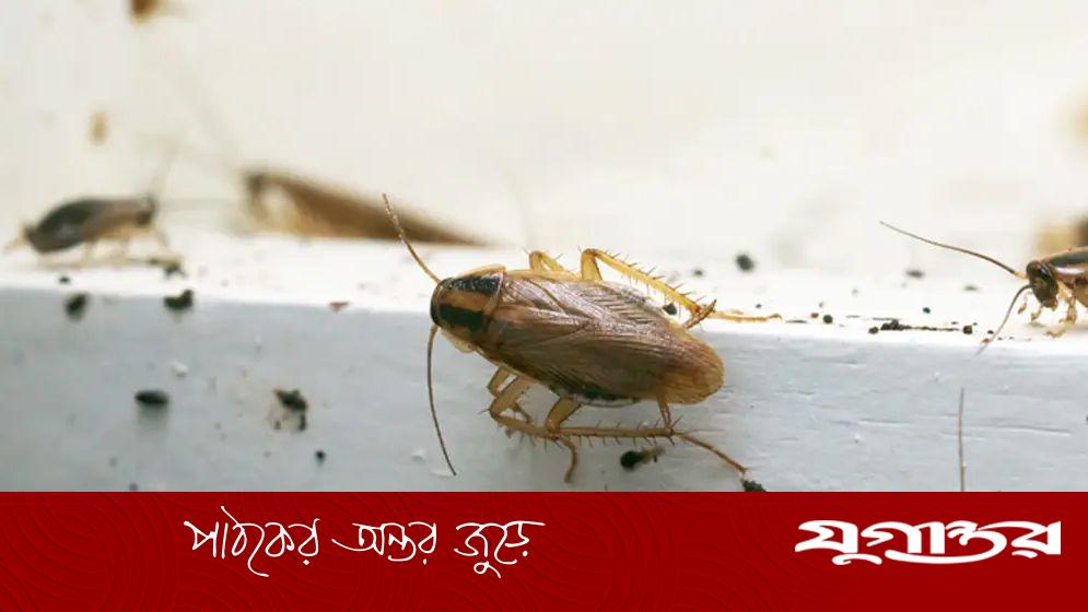 শীতে রান্নাঘরে তেলাপোকা তাড়ানোর উপায় জানুন