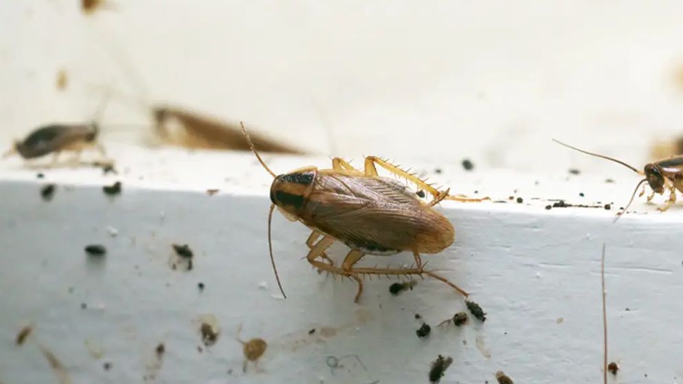 শীতে রান্নাঘরে তেলাপোকা তাড়ানোর উপায় জানুন