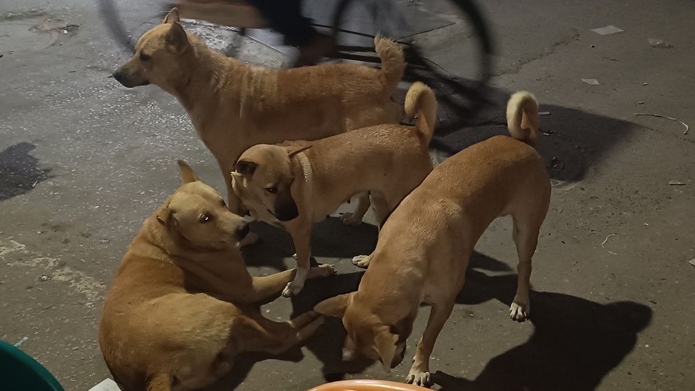 পাগলা কুকুর আতঙ্কে বিপর্যস্ত পুরান ঢাকাবাসী: বাড়ছে স্বাস্থ্যঝুঁকি
