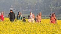 সরিষা ফুলের সৌন্দর্যে দর্শনার্থীদের ছবি তোলার হিড়িক