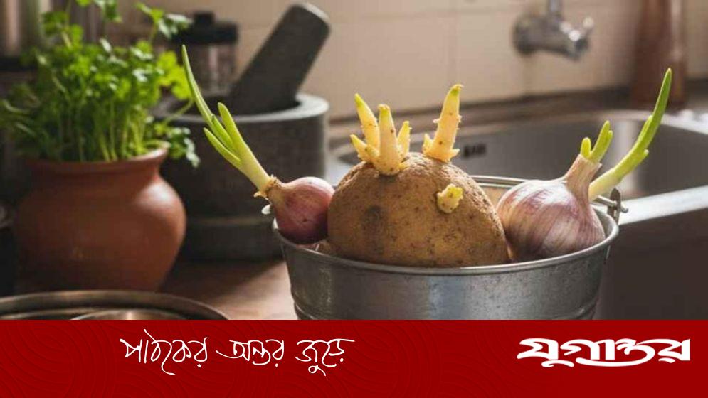 অঙ্কুরিত আলু, পেঁয়াজ ও রসুন খাওয়া কি নিরাপদ?